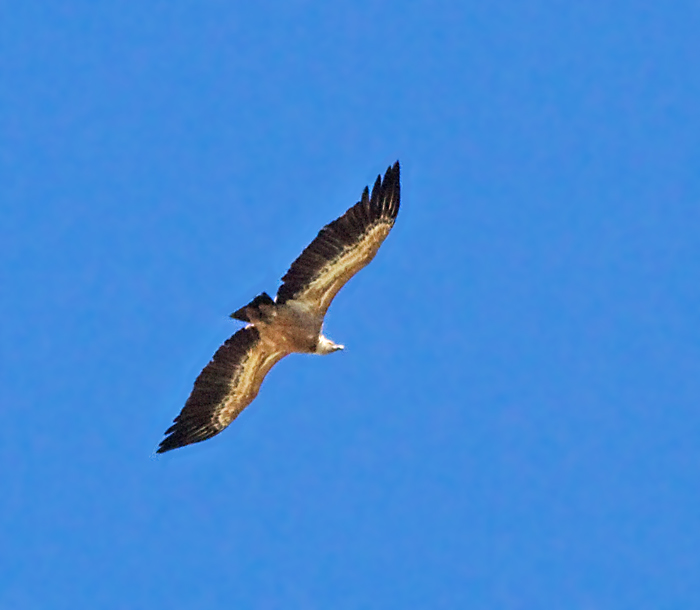 Griffon Vulture, Gåsgam.jpg