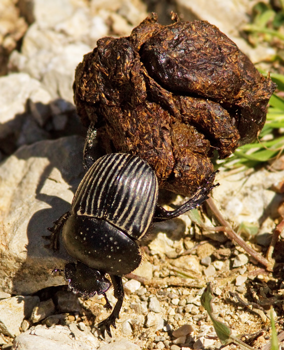 Scarab Beetle, Dyngbagge (Scarabaeus laticollis).jpg