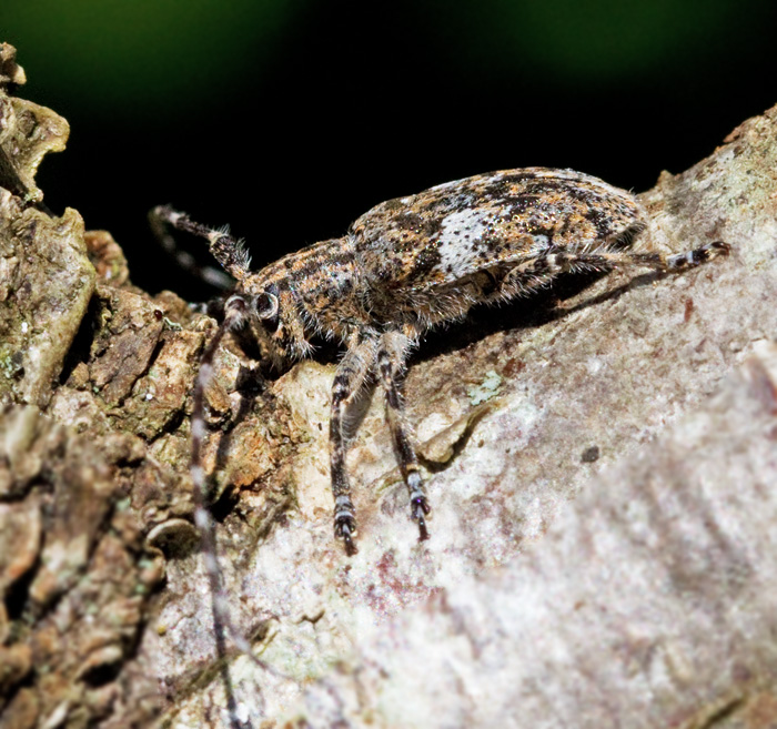 Molnflcksbock, Mesosa nebulosa