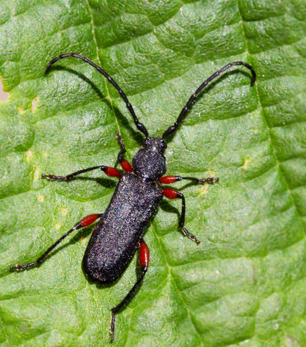 Rdbent gonbock (Ropalopus femoratus).jpg