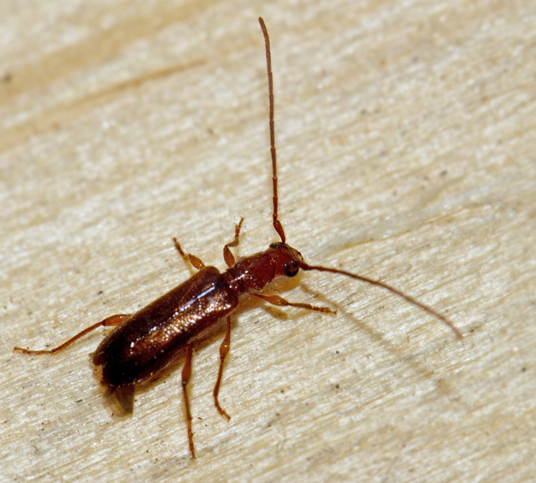 Rdbrun blankbock (Obrium brunneum).jpg