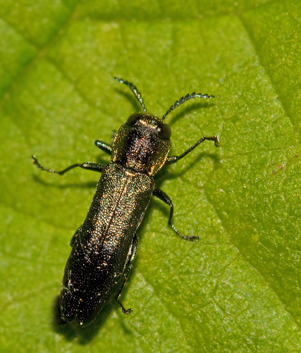 Agrilus laticornis.jpg