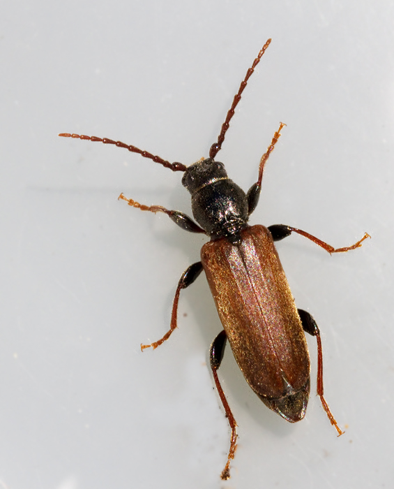 Allmn barkbock (Tetropium castaneum).jpg