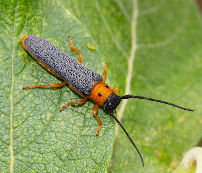 Twin spot longhorn beetle, Videsmalbock (Obera oculata).jpg