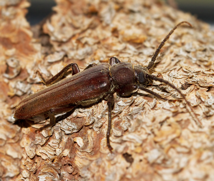 Brun barkbock (Arthropalus rusticus). jpg