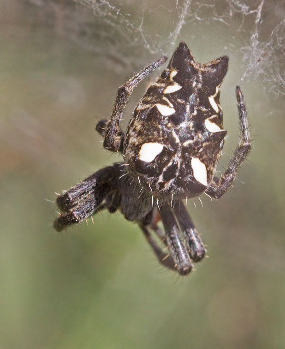 Cactus Spider (Cyrtophora citricola).jpg