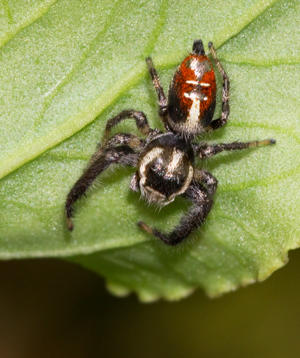 Thyene imperialis, male.jpg