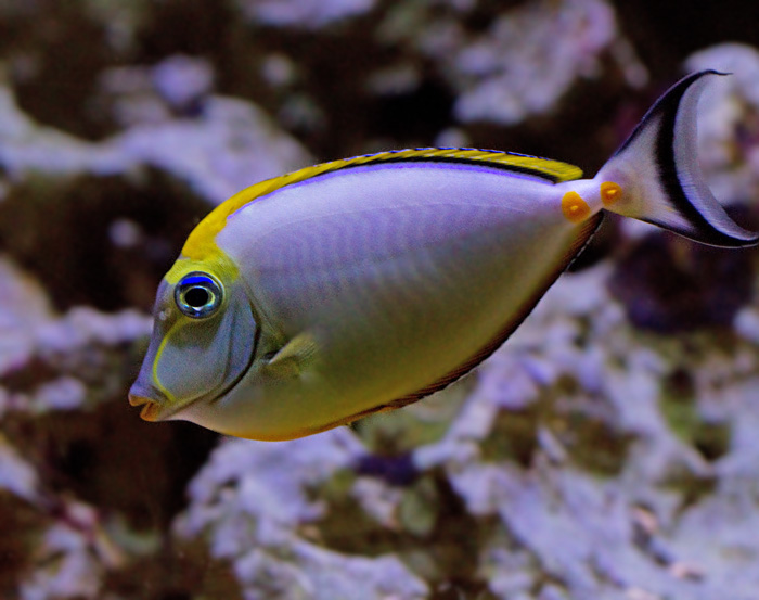 Dusumieri Tang