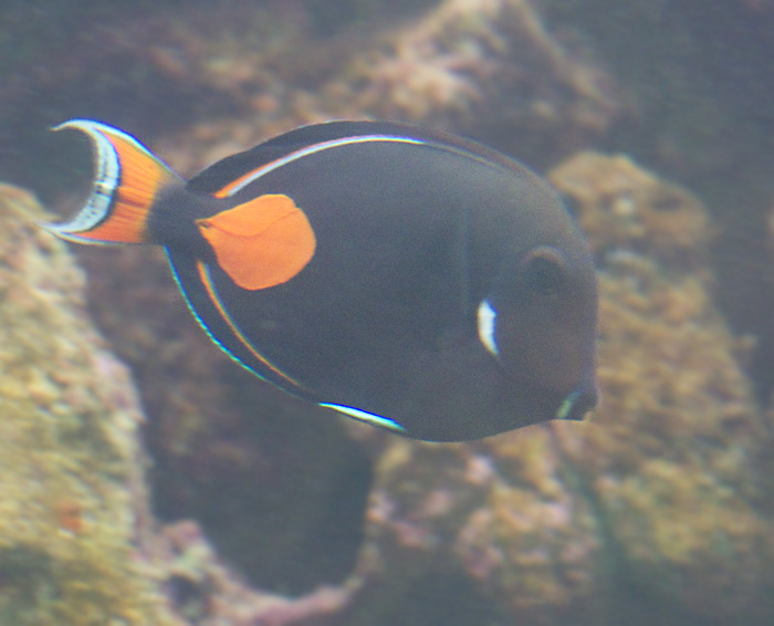 Achilles tang.jpg