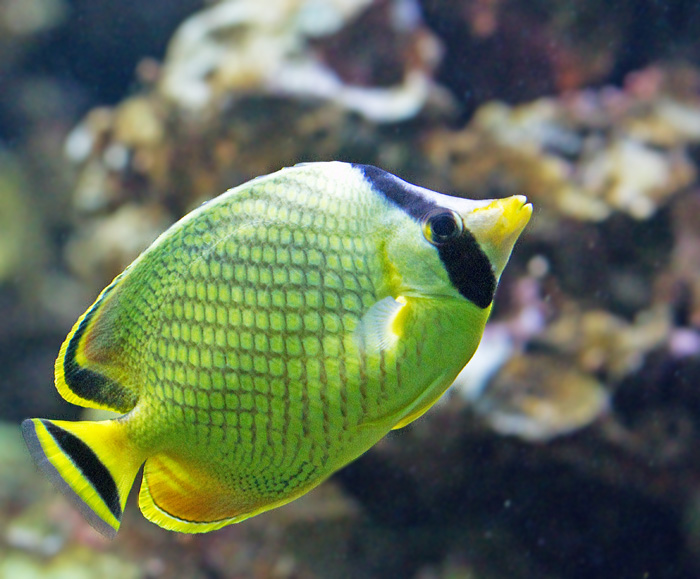 Lattice butterflyfish.jpg