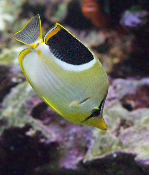 Saddled Butterflyfish.jpg