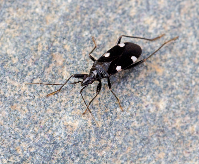 True Bugs (Hemiptera) of Gran Canaria