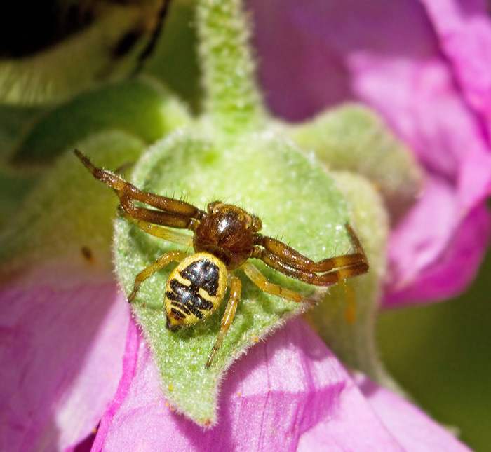 Crab Spider, Synaema globosum.jpg.