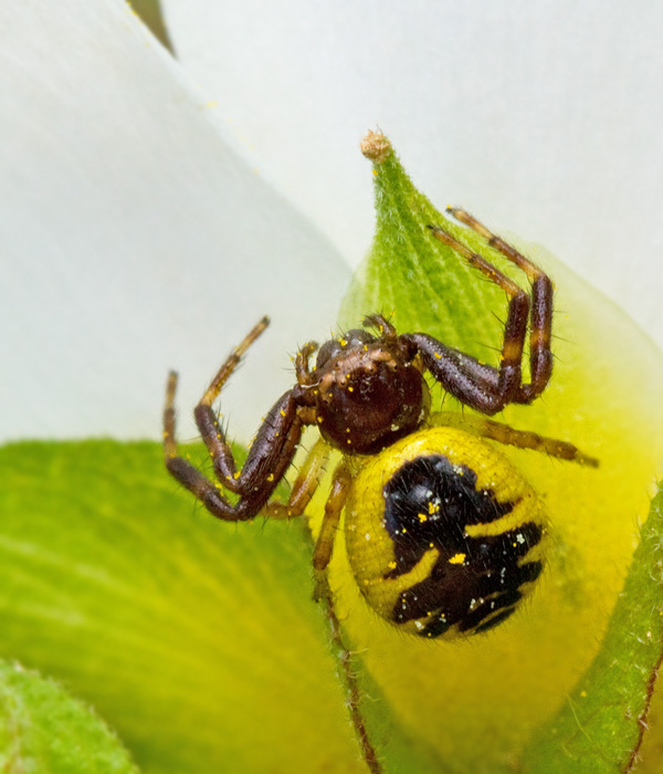 Spiders (Arachniidae) of Mallorca