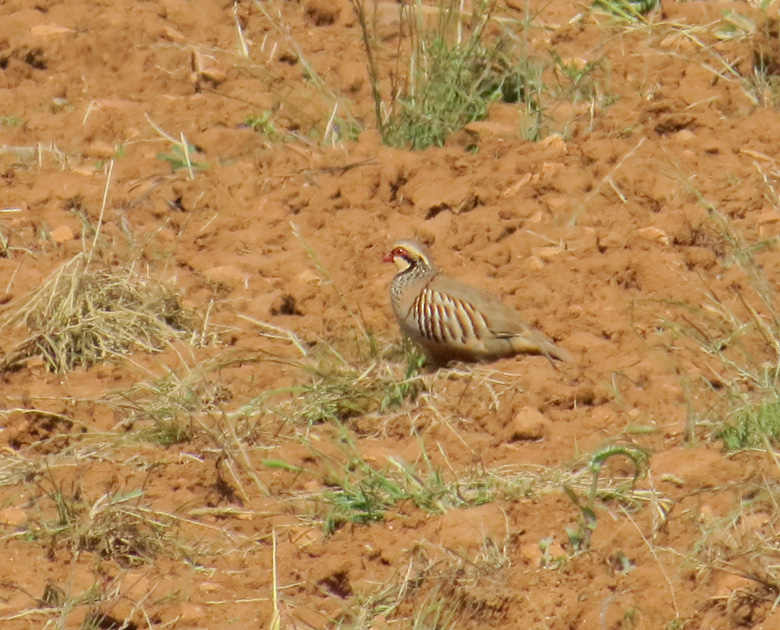 Red-legged Partridge, Rdhna .jpg