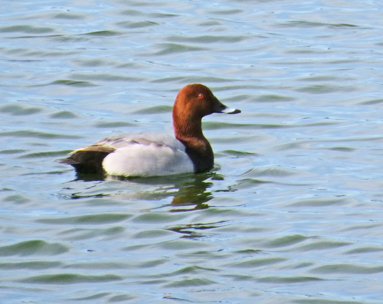 Brunand, Pochard (Aythya ferina).jpg