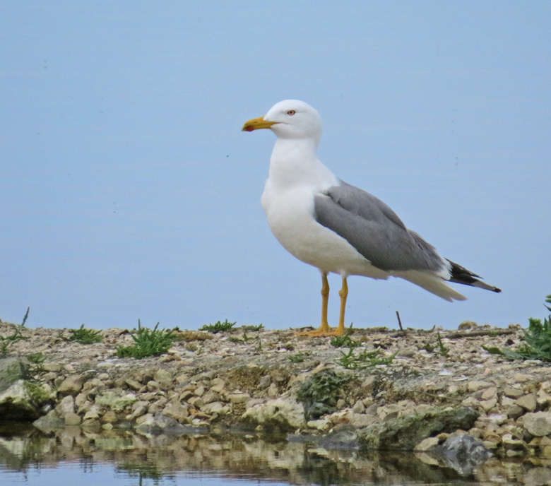 Yellow-legged Gull, Medelhavstrut .jpg