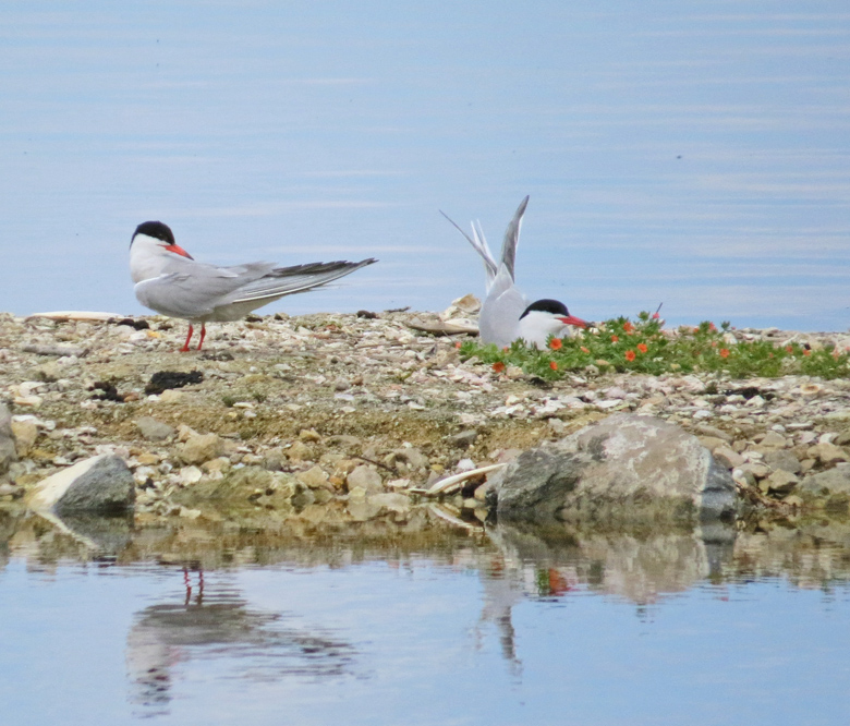 Common Tern, Fisktärna .jpg