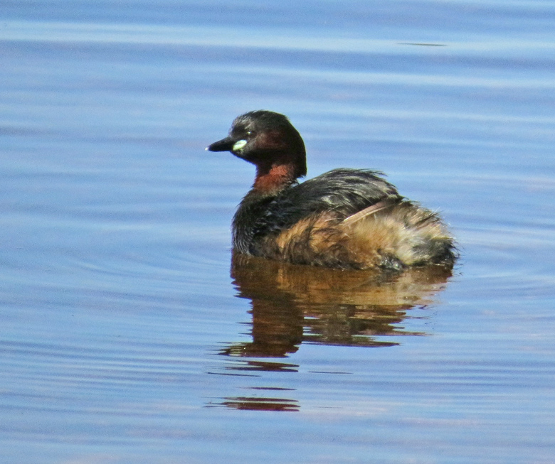 Little Grebe, Smådopping.jpg