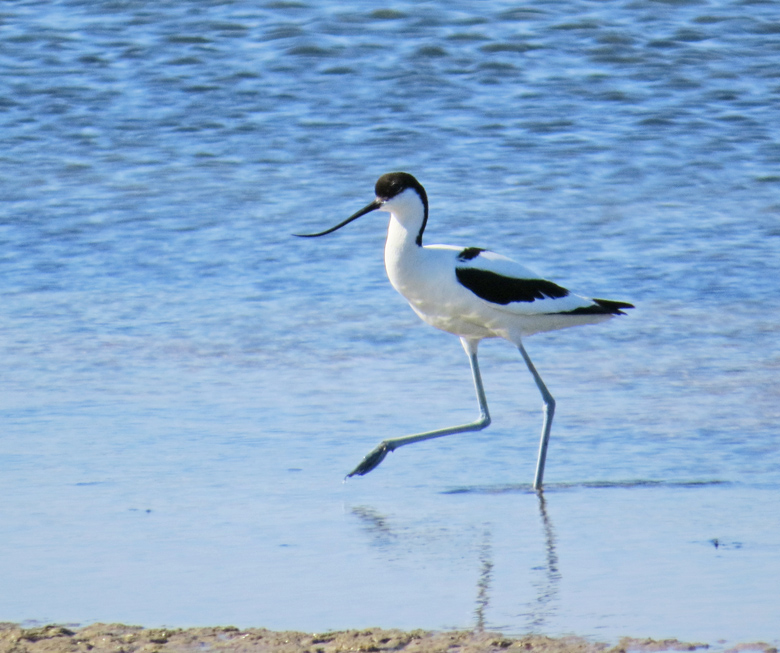 Avocet, Skrflcka.jpg