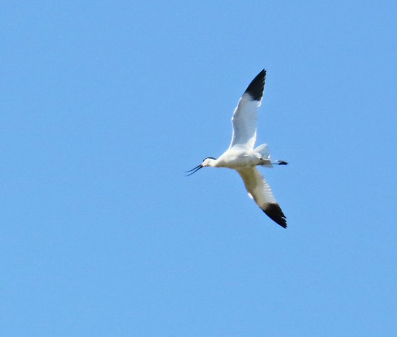 Avocet, Skrflcka.jpg