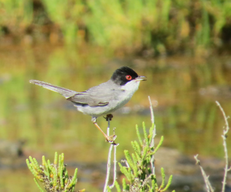 Sardinian Warbler, Sammetshätta .jpg