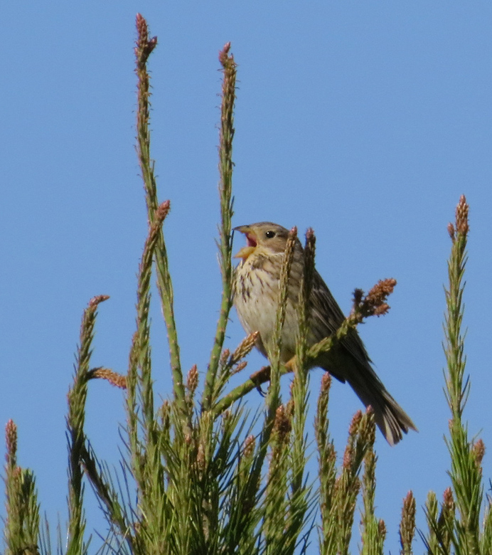 Corn Bunting, Kornsparv (Miliaria calandra).jpg