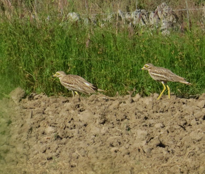 Stone Curlew, Tjockfot .jpg