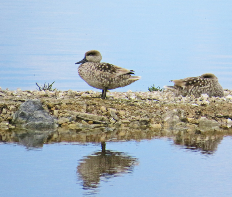 Marbled Teal, Marmorand (Marmaronetta angustirostris).jpg
