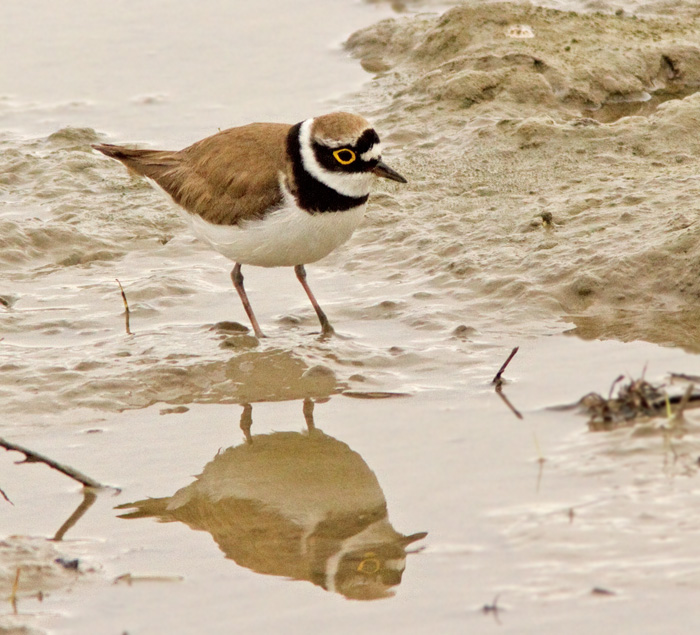 Little Ringed Plover, Mindre strandpipare .jpg