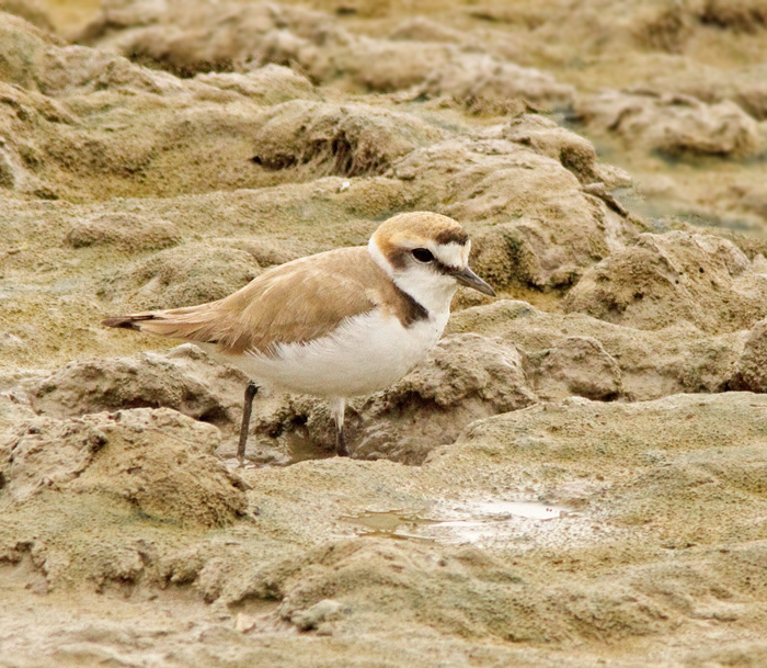 Kentish Plover, Svartbent strandpipare (Charadrius alexandrius).jpg