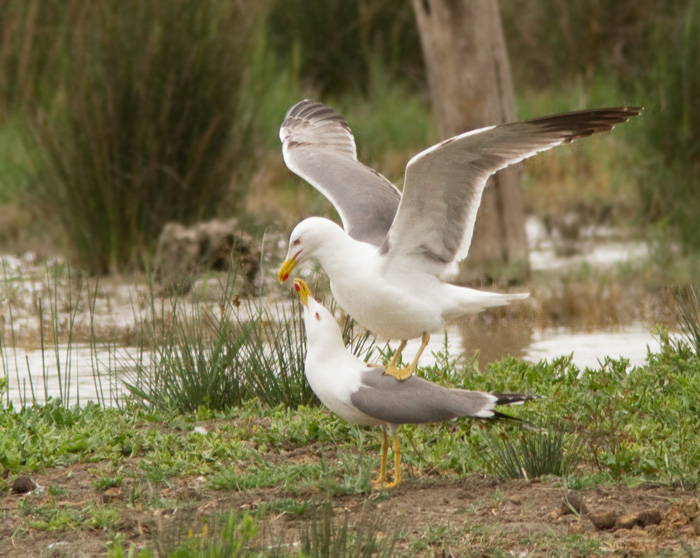 Yellow-legged Gull, Medelhavstrut .jpg