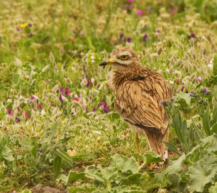 Stone Curlew, Tjockfot .jpg