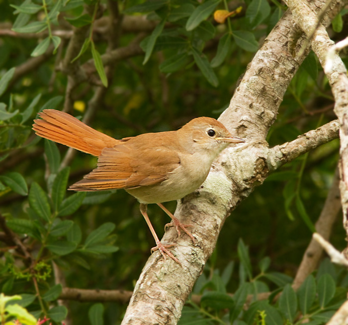 Nightingale, Sydnäktergal (Luscinia megarhynchos).jpg