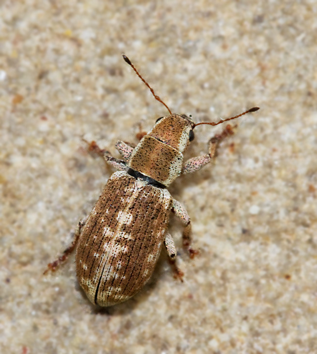 Weevils of Mallorca
