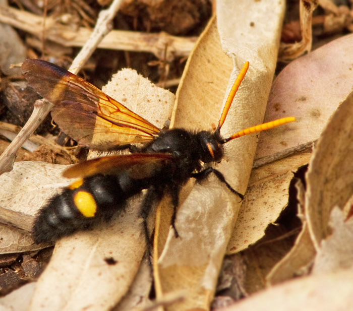 Scolia flavifrons male.jpg