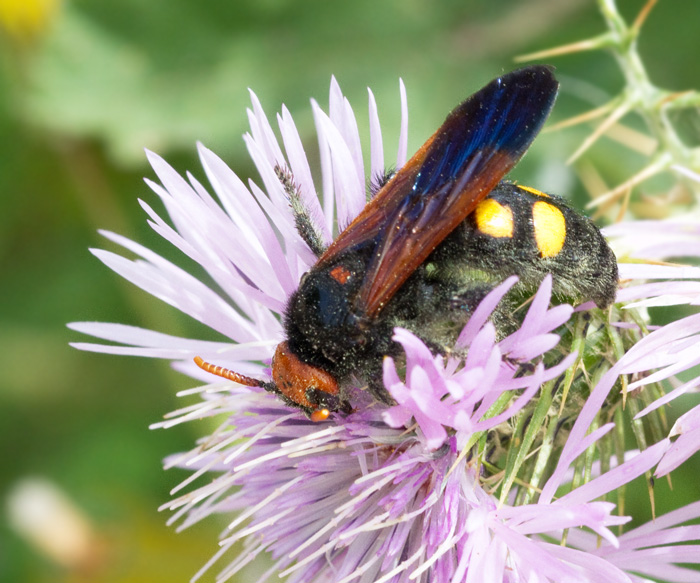 Scolia flavifrons female.jpg