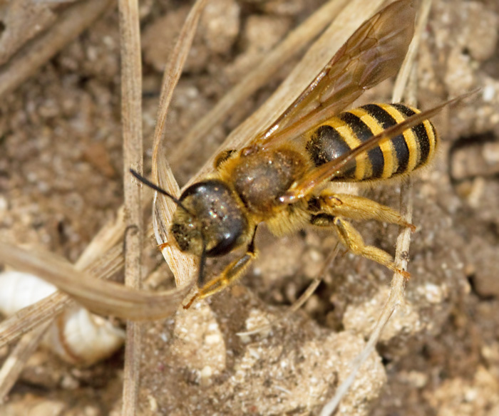 Solitary Bee, Halictus scabiosae.jpg