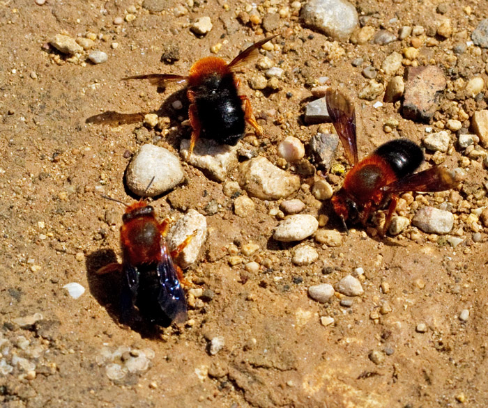 Solitary bee, Sandbi    (Andrena sp.).jpg