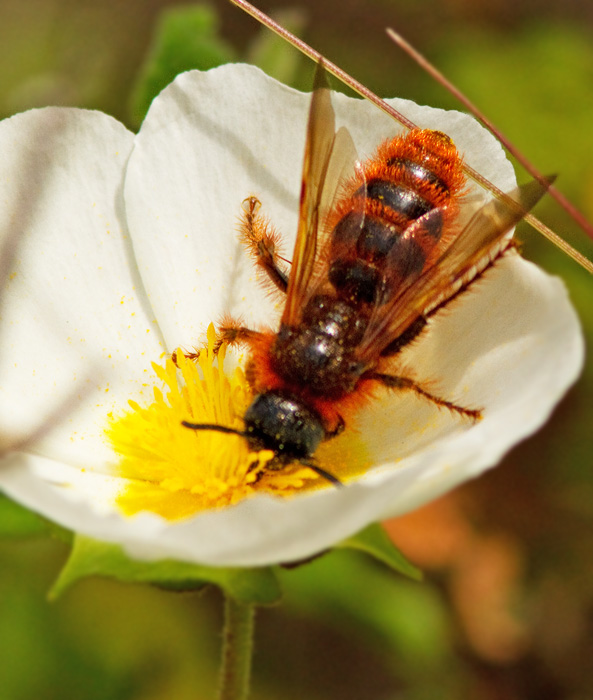 Solitary bee, Sandbi (Andrena sp).jpg
