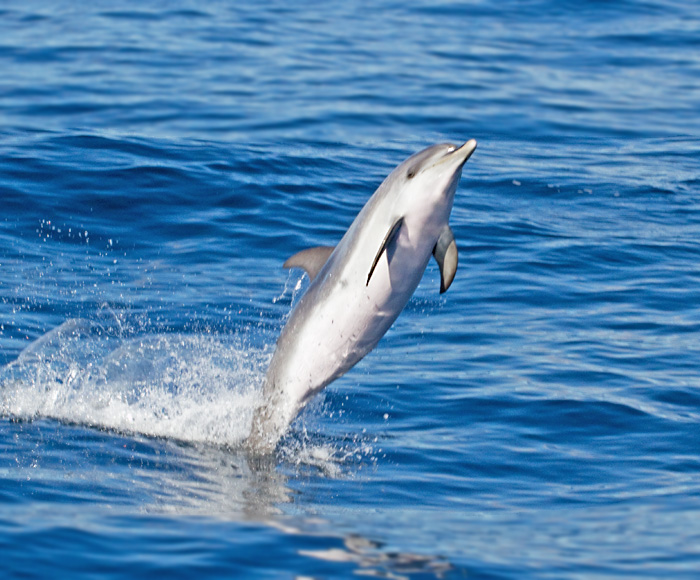 Bottle-nosed Dolphin, seen on a dolphin watching boat tour from Puerto Rico.