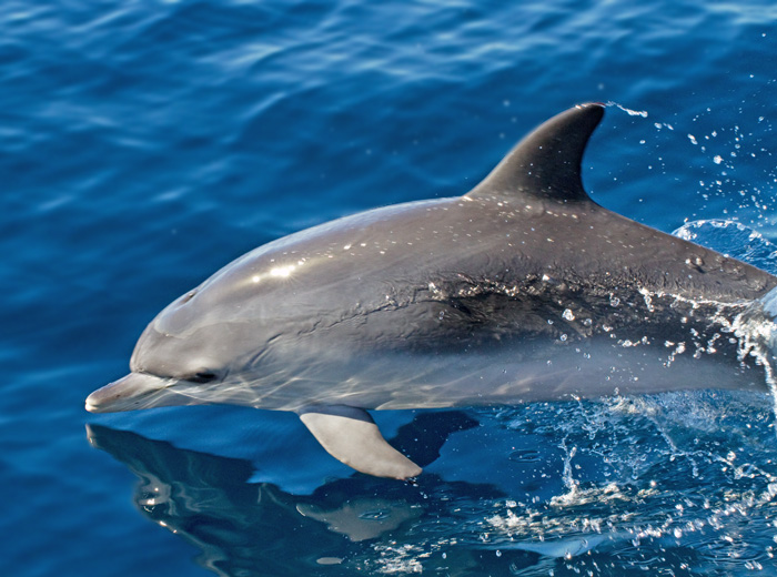 Bottle-nosed Dolphin, seen on a dolphin watching boat tour from Puerto Rico.