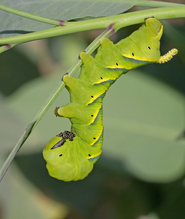 Deaths-head Hawk Moth, Ddskallesvrmare, (Acherontia atropos) caterpillar.jpg