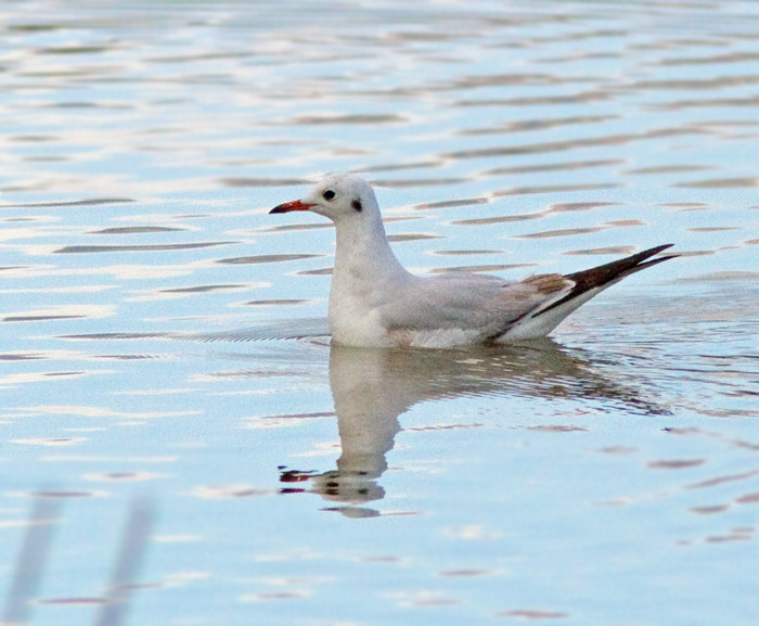 Black-headed Gull, Skrattms.jpg