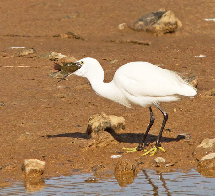 Little Egret with preyjpg