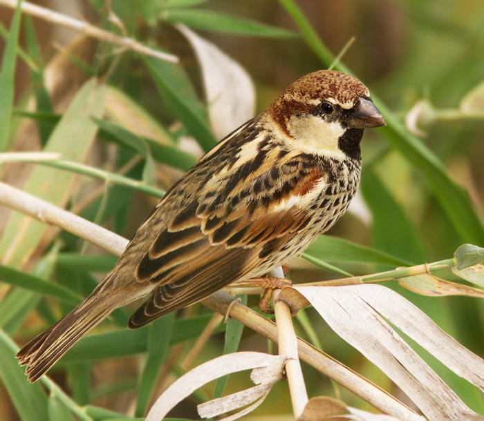 Spanish Sparrow, Spansk Sparv.jpg