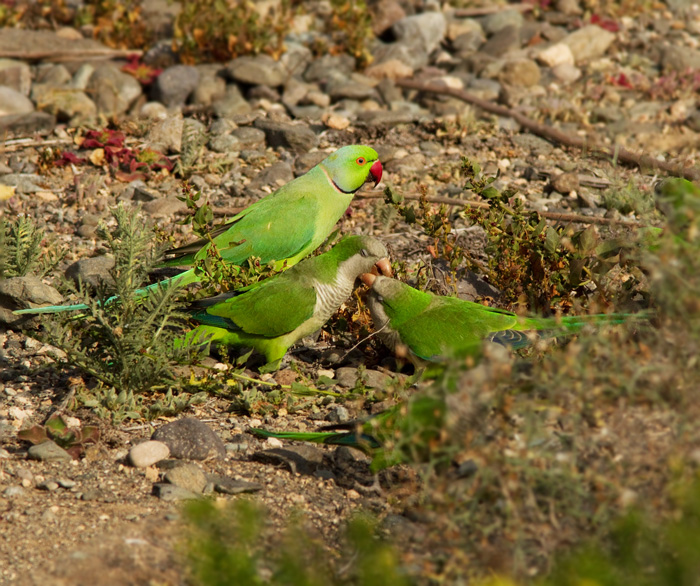 Both species of parakeet seen feeding together