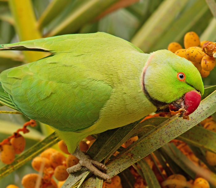 Halsbandparakit, Ring-necked Parakeet (Psittacula krameri).jpg