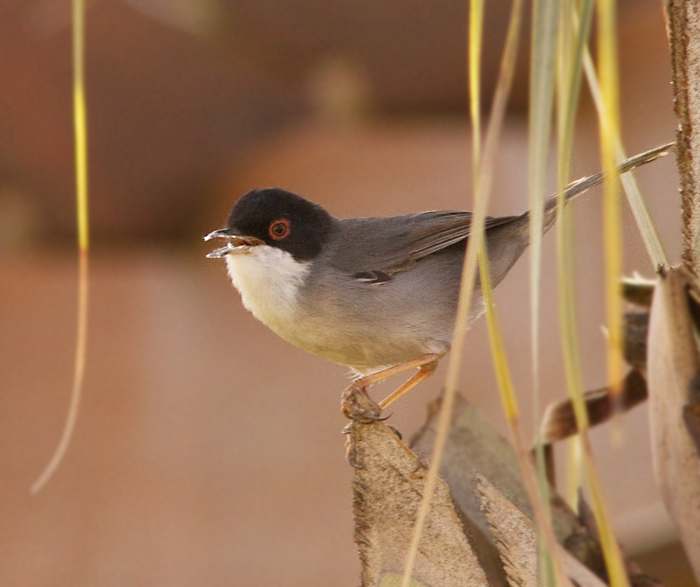 Sardinian Warbler, Sammetshetta.jpg