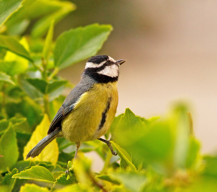 Canary Island Blue Tit, Koboltmes (Cyanistes teneriffae).jpg